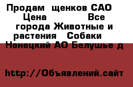 Продам ,щенков САО. › Цена ­ 30 000 - Все города Животные и растения » Собаки   . Ненецкий АО,Белушье д.